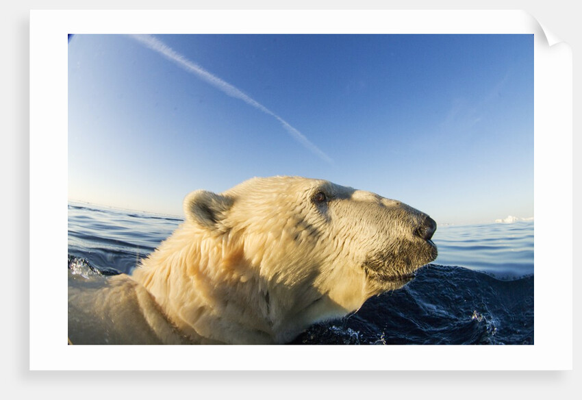 Swimming Polar Bear, Hudson Bay, Nunavut, Canada by Anonymous