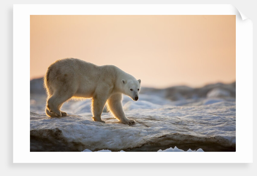 Polar Bear on Sea Ice, Hudson Bay, Nunavut, Canada by Anonymous