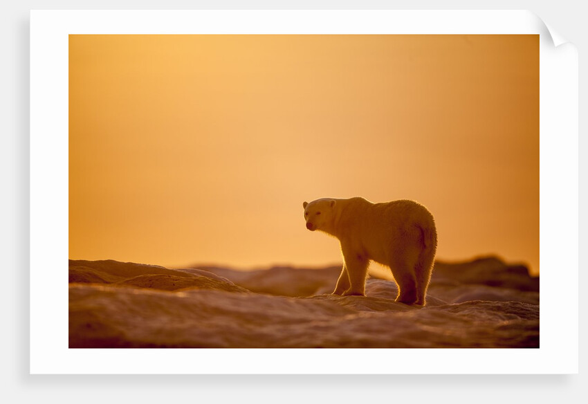 Polar Bear on Sea Ice, Hudson Bay, Nunavut, Canada by Anonymous