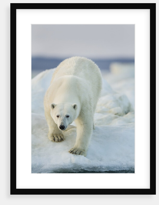 Polar Bear on Sea Ice, Hudson Bay, Nunavut, Canada by Anonymous
