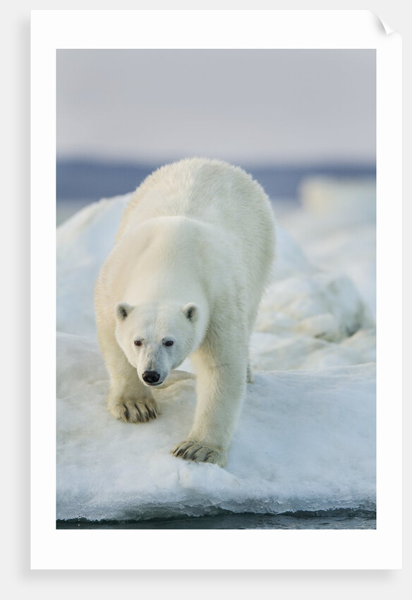 Polar Bear on Sea Ice, Hudson Bay, Nunavut, Canada by Anonymous
