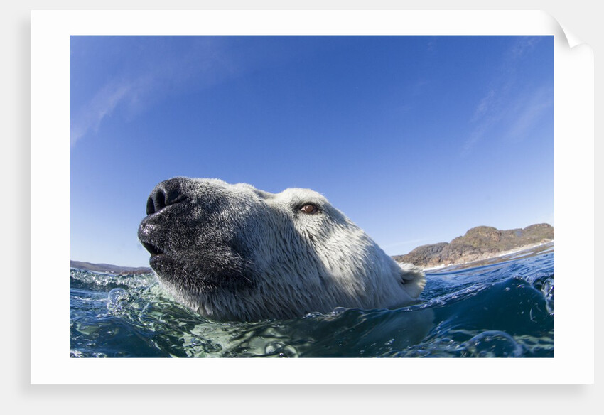 Swimming Polar Bear, Nunavut, Canada by Anonymous