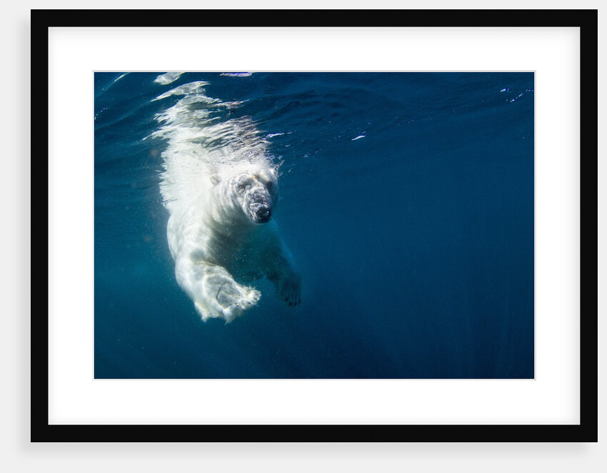Underwater Polar Bear, Nunavut, Canada by Anonymous