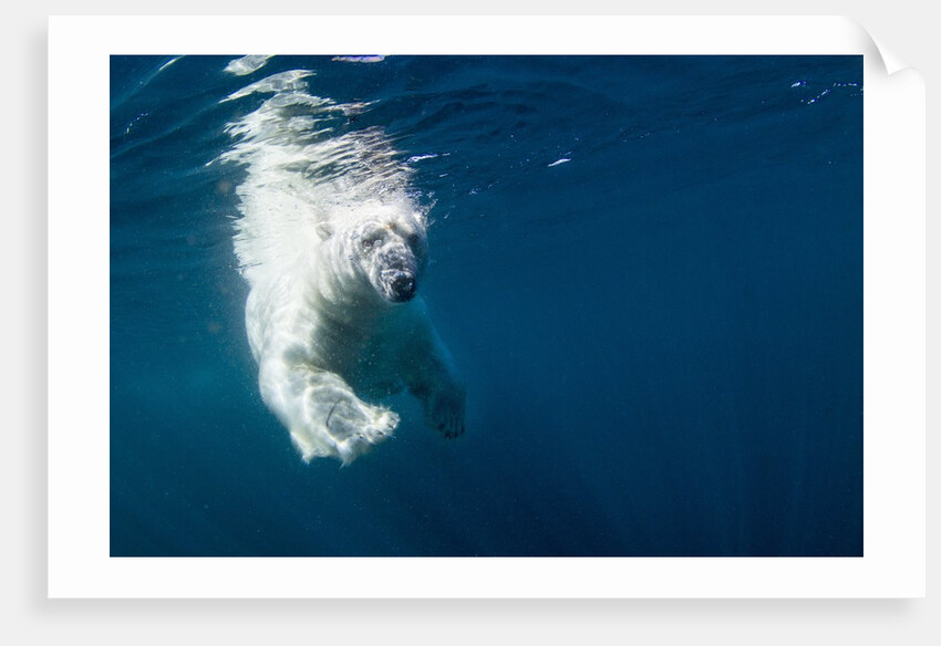 Underwater Polar Bear, Nunavut, Canada by Anonymous