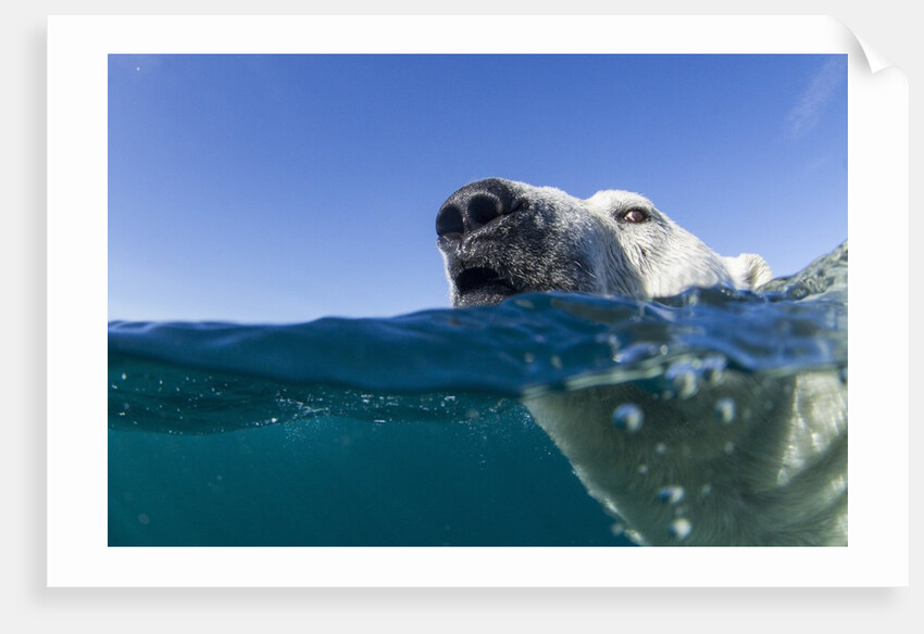 Swimming Polar Bear, Nunavut, Canada by Anonymous