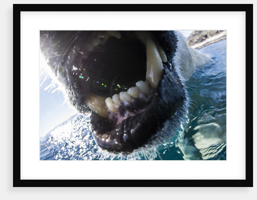 Polar Bear Bites Camera, Nunavut, Canada by Anonymous