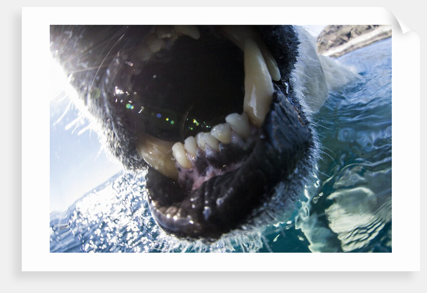 Polar Bear Bites Camera, Nunavut, Canada by Anonymous