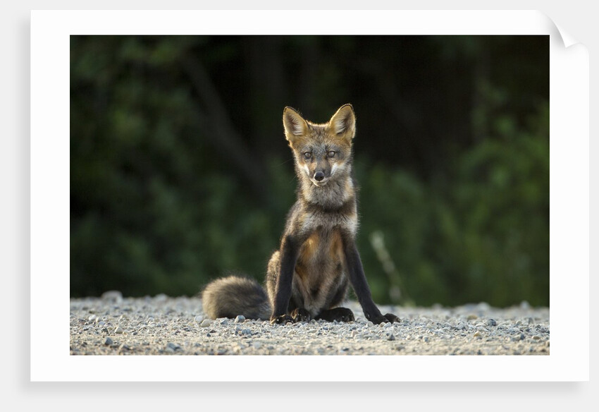 Red Fox, Gillam, Manitoba, Canada by Anonymous