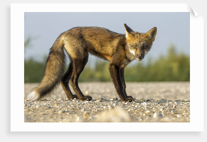 Red Fox, Gillam, Manitoba, Canada by Anonymous