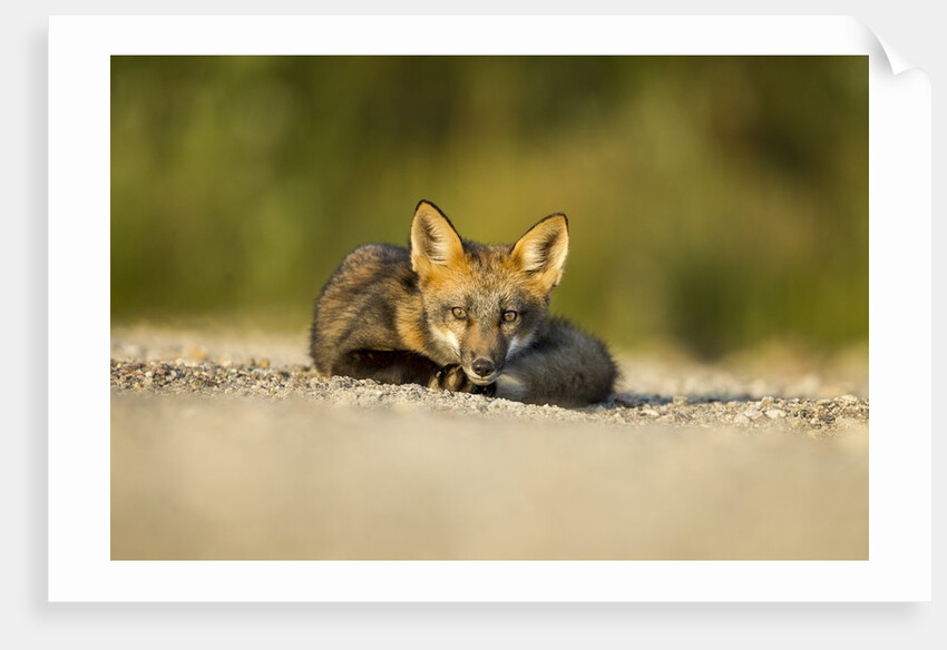 Red Fox, Gillam, Manitoba, Canada by Anonymous