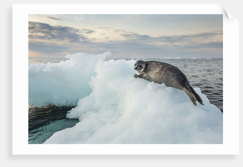 Ringed Seal Pup on Iceberg, Nunavut Territory, Canada by Anonymous