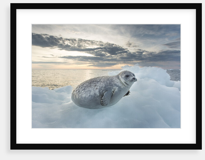 Ringed Seal Pup on Iceberg, Nunavut Territory, Canada by Anonymous