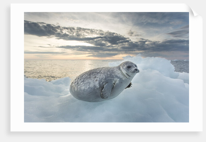 Ringed Seal Pup on Iceberg, Nunavut Territory, Canada by Anonymous