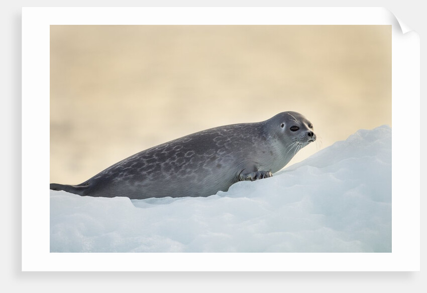 Ringed Seal Pup, Nunavut, Canada by Anonymous