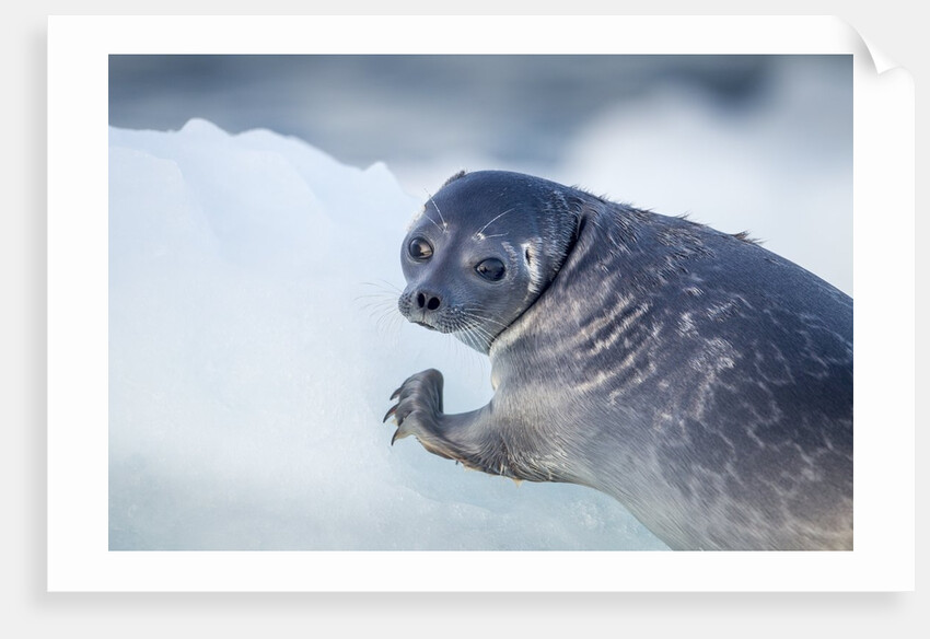 Ringed Seal Pup, Nunavut, Canada by Anonymous