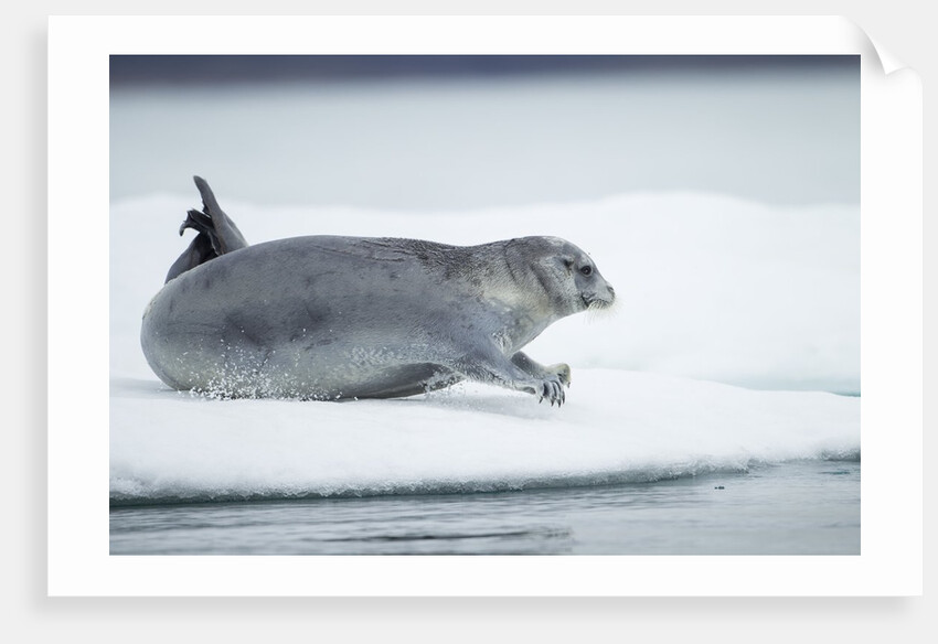 Ringed Seal on Iceberg, Nunavut, Canada by Anonymous