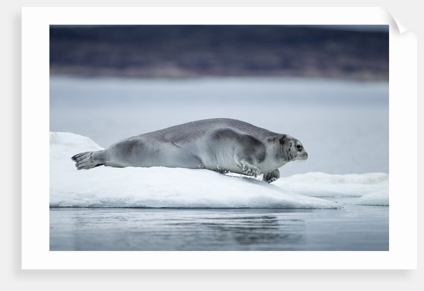 Ringed Seal on Iceberg, Nunavut, Canada by Anonymous
