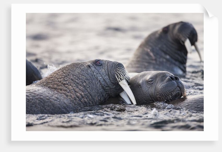 Walrus, Hudson Bay, Nunavut, Canada by Anonymous