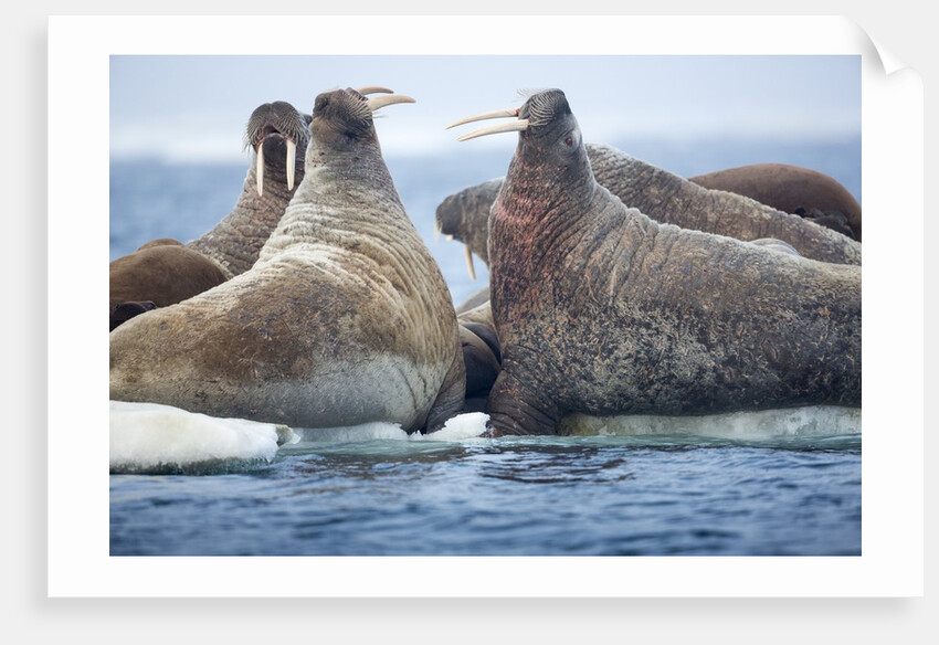 Walrus Herd, Hudson Bay, Nunavut, Canada by Anonymous