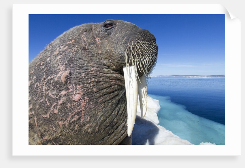Walrus on Iceberg, Hudson Bay, Nunavut, Canada by Anonymous