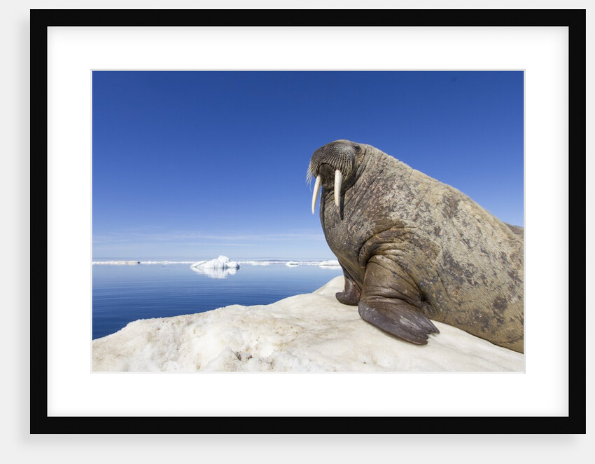 Walrus on Iceberg, Hudson Bay, Nunavut, Canada by Anonymous