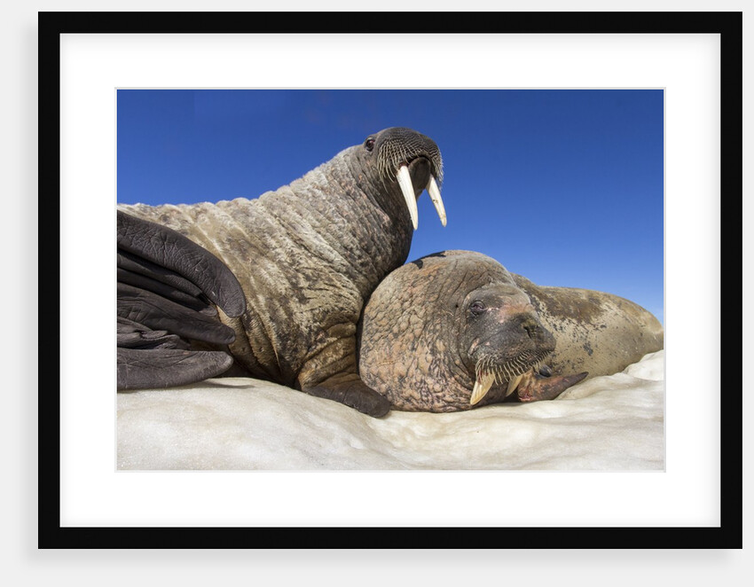 Walruses on Iceberg, Hudson Bay, Nunavut, Canada by Anonymous