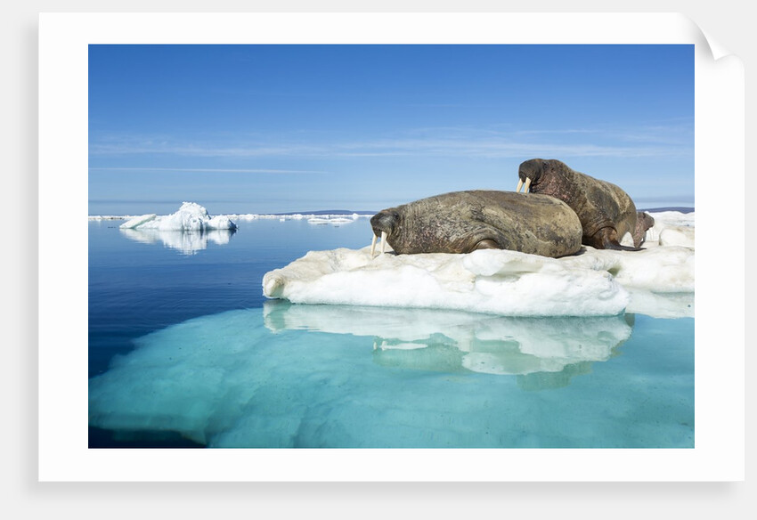Walruses on Iceberg, Hudson Bay, Nunavut, Canada by Anonymous