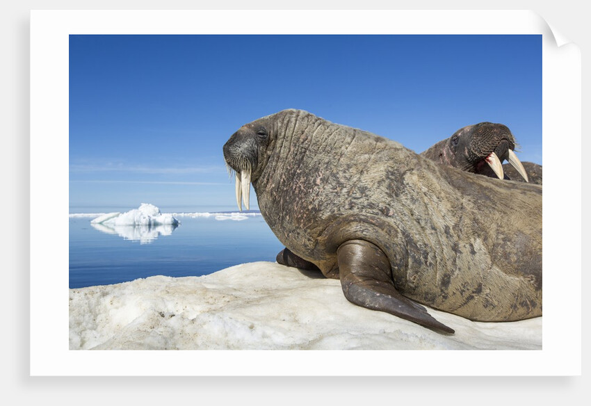 Walrus Herd on Iceberg, Hudson Bay, Nunavut, Canada by Anonymous