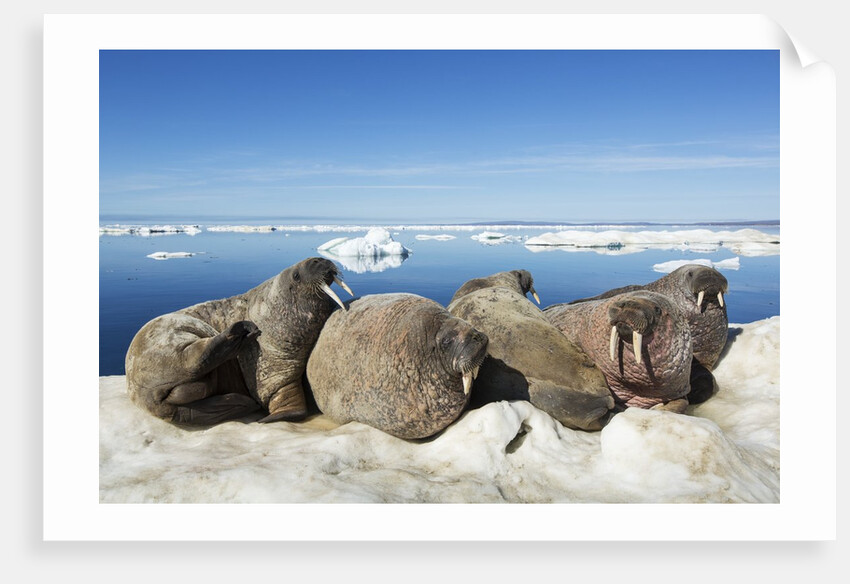 Walrus Herd on Iceberg, Hudson Bay, Nunavut, Canada by Anonymous