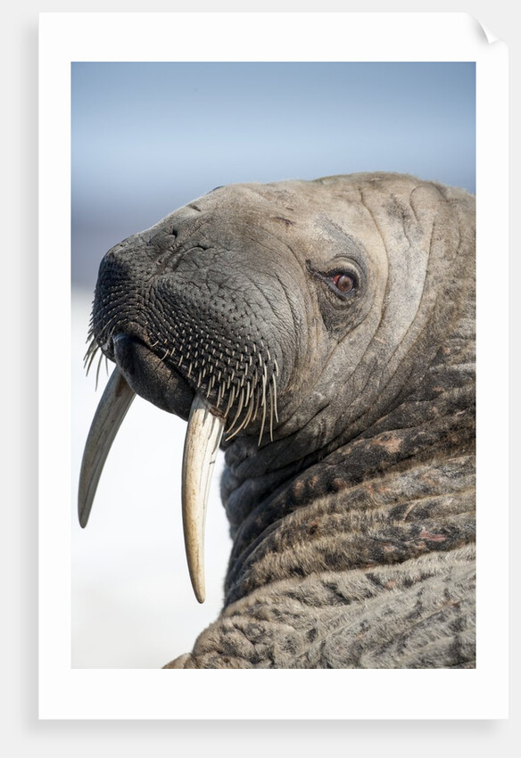 Walrus on Iceberg, Hudson Bay, Nunavut, Canada by Anonymous