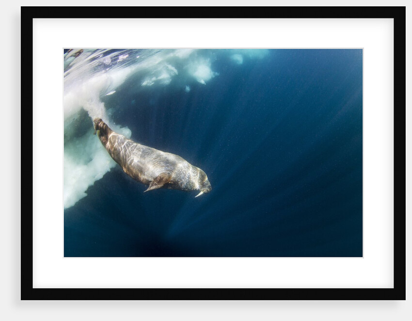 Underwater Walrus, Hudson Bay, Nunavut, Canada by Anonymous