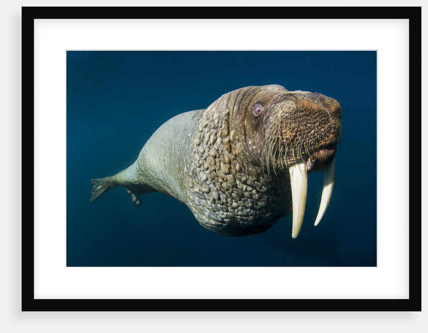 Underwater Walrus, Hudson Bay, Nunavut, Canada by Anonymous