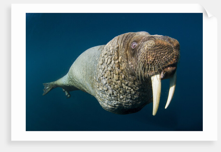 Underwater Walrus, Hudson Bay, Nunavut, Canada by Anonymous