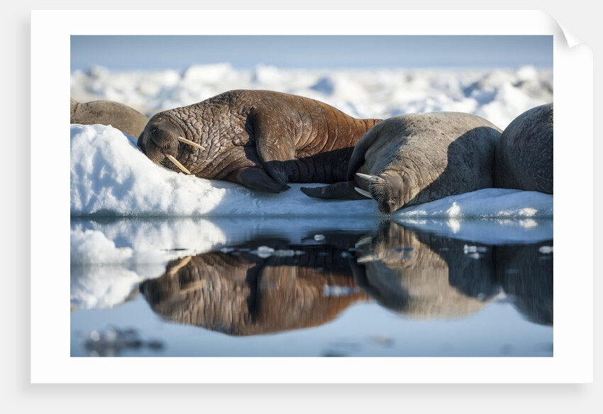 Walrus Herd on Sea Ice, Hudson Bay, Nunavut, Canada by Anonymous