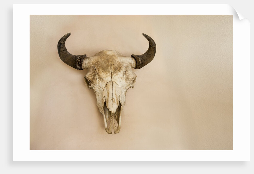 Antique Buffalo Skull by Anonymous