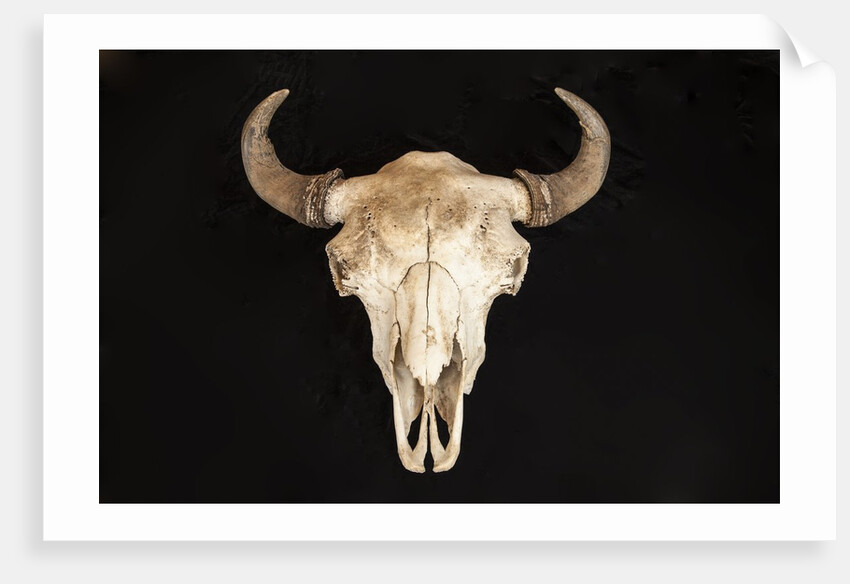 Buffalo Skull by Anonymous