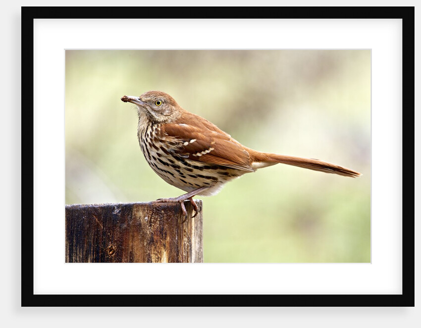 Brown Thrasher standing on tree stump, McLeansville, North Carolina, USA by Anonymous