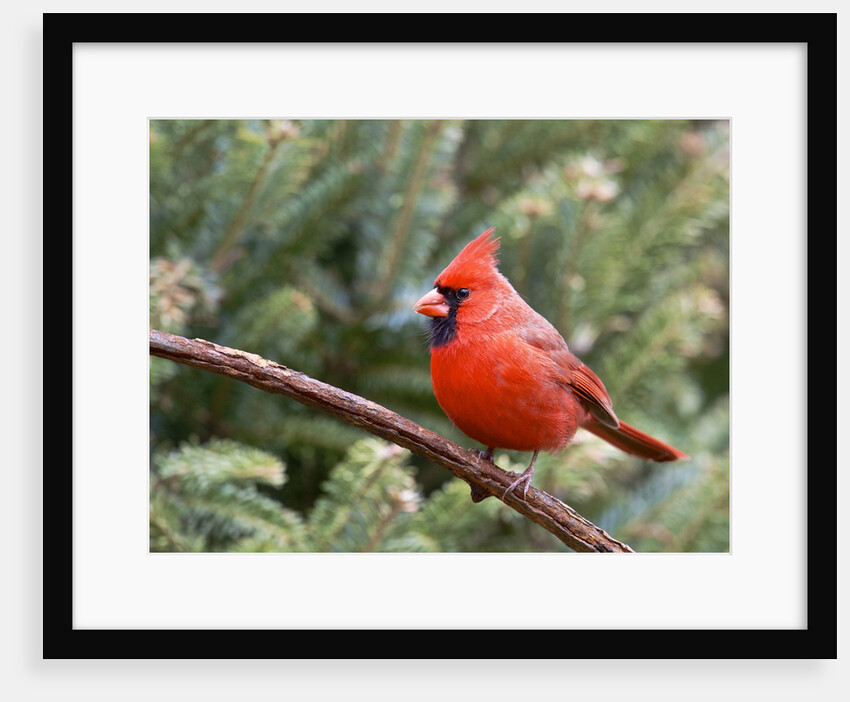 Northern cardinal perching on branch, McLeansville, North Carolina, USA by Anonymous