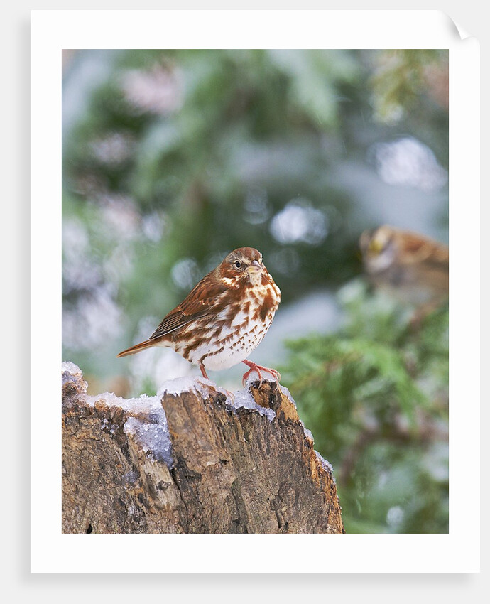 Fox Sparrow, McLeansville, North Carolina, USA by Anonymous