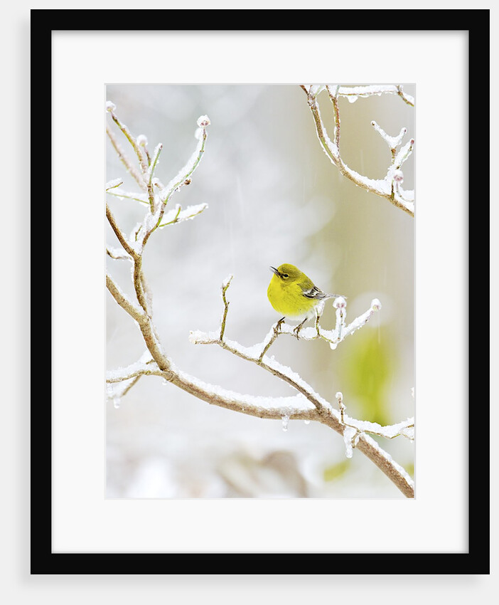 Pine Warbler perching on branch in winter, McLeansville, North Carolina, USA by Anonymous