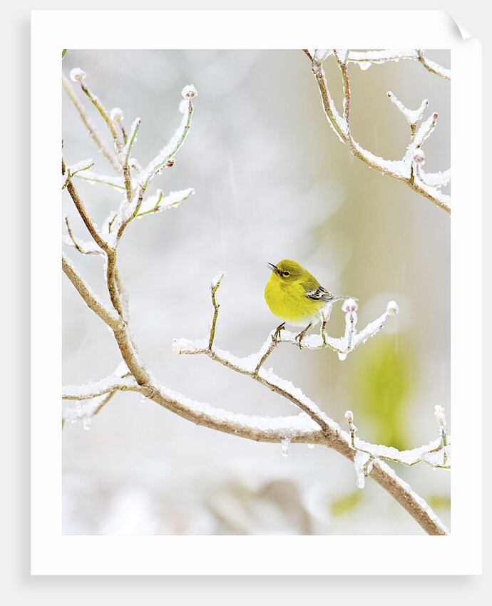 Pine Warbler perching on branch in winter, McLeansville, North Carolina, USA by Anonymous