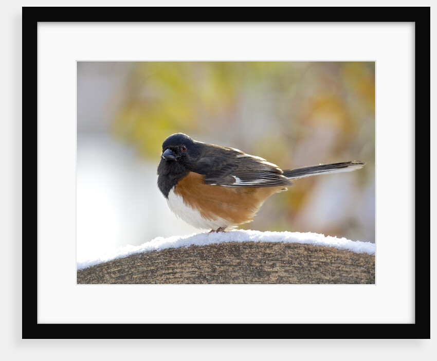 Rufous Towhee in winter, McLeansville, North Carolina, USA by Anonymous