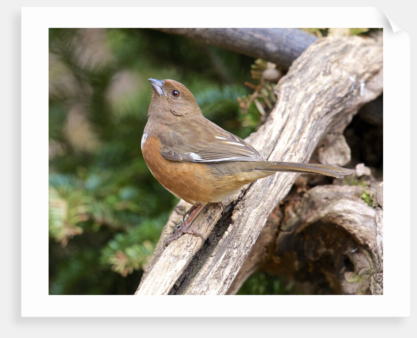 Rufous Towhee, McLeansville, North Carolina, USA by Anonymous