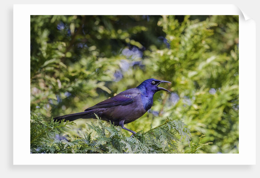 Common Grackle perching on tree and calling, McLeansville, North Carolina, USA by Anonymous