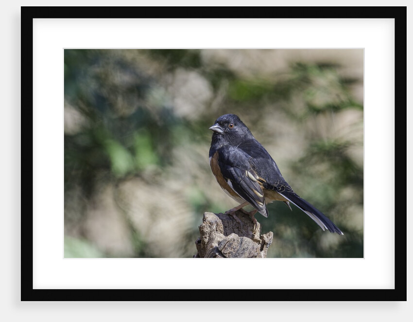 Rufous Towhee, McLeansville, North Carolina, USA by Anonymous