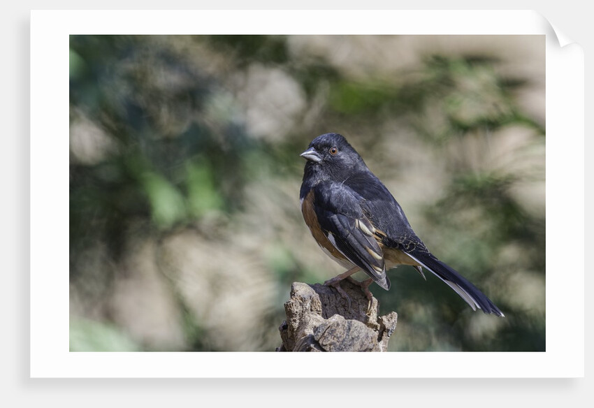 Rufous Towhee, McLeansville, North Carolina, USA by Anonymous