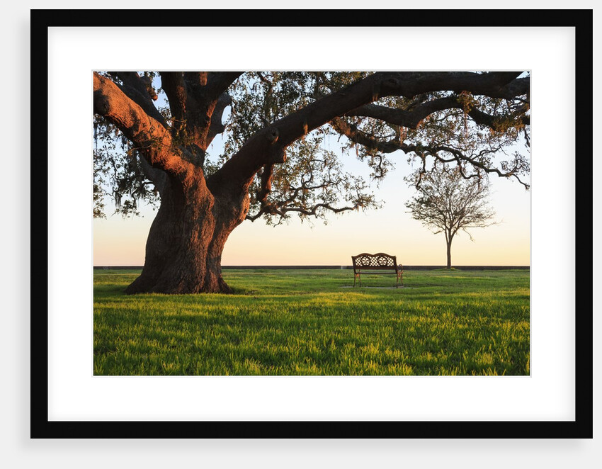 A grand oak tree overhangs a lone bench at sunset. by Anonymous