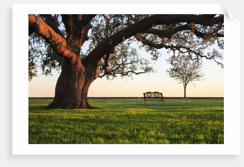 A grand oak tree overhangs a lone bench at sunset. by Anonymous