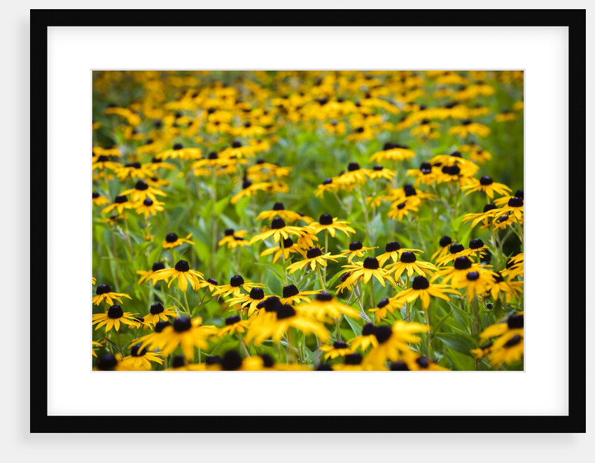 Black-eyed Susans (Rudbeckia hirta) by Anonymous