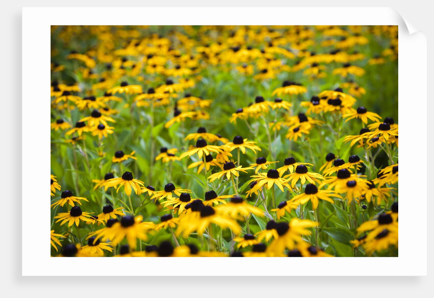 Black-eyed Susans (Rudbeckia hirta) by Anonymous